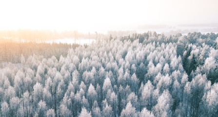 Beautiful winter scenery with sunrise over the tree tops of pine forest. Sunlight shines through the mist creating stunning aerial panorama. Moody winter day's landscape with warm sunlight. 