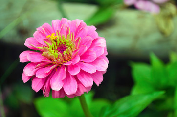 close up of a blooming pink flower in the nature - spring garden flowers