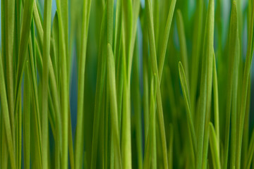 Fototapeta na wymiar Fresh green wheatgrass texture, natural background