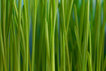Fototapeta premium Fresh green wheatgrass texture, natural background