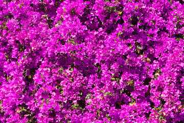 Bright pink magenta bougainvillea flowers as a floral background.