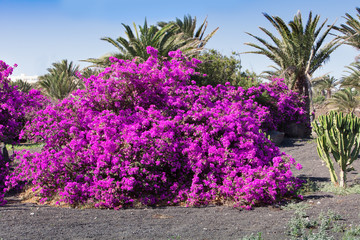 Fototapeta na wymiar Bright pink bush of Bougainvilleas blooming in the park, on a picon, Lanzarote, Spain - Image