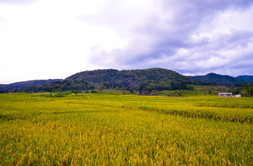 Fototapeta premium Green asian rice terrace field with view of mountain in the horizon
