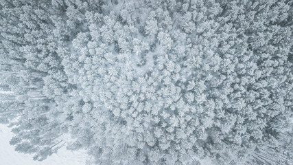 Beautiful winter scenery with aerial look over the tree tops of pine forest. Moody landscape of frozen trees on a cold winter's day. Creative shapes of forest in snowy weather. 