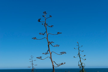 Planta da Praia