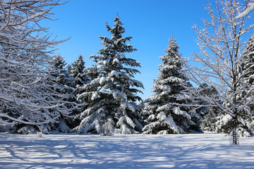 Beautiful winter morning after snowfall background. Snowy landscape with covered by fresh snow forest and spruces in a bright blue sky background. Wisconsin nature, Midwest USA.