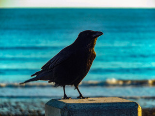 crow on the beach
