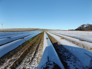 tracks in snow