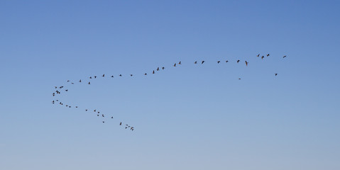 Greater white-fronted goose, Anser albifrons flying