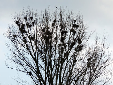 Rooks colony, Corvus frugilegus. Rook Nests and Birds on tree