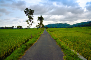 Fototapeta na wymiar Green asian rice terrace field with view of mountain in the horizon