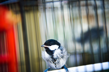 Bird in a cage with blue white brown feather waiting to be released to the wildlife and fly