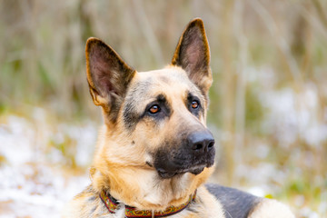 East European Shepherd. Young energetic scared dog walks in the forest. Harmonious relationship with the dog: mental health, education and training.