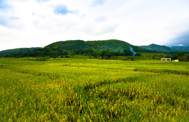 Green asian rice terrace field with view of mountain in the horizon