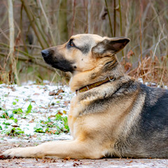 East European Shepherd. Young energetic scared dog walks in the forest. Harmonious relationship with the dog: mental health, education and training.