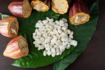 Set of cacao plant fruits