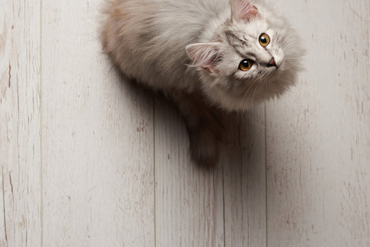 Gray kitty sit on white wooden floor