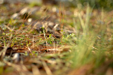 Grass