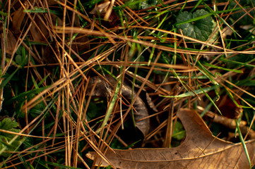 Grass