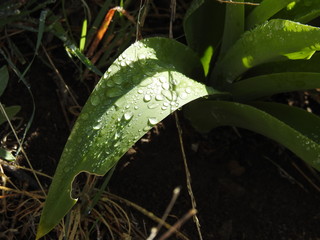 HOJAS CON GOTAS DE ROCÍO