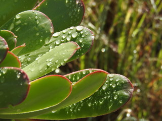 HOJAS CON GOTAS DE ROCÍO
