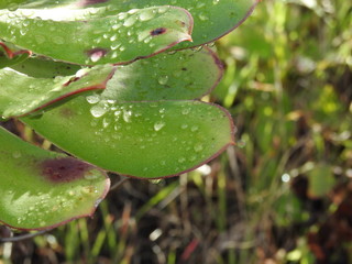 HOJAS CON GOTAS DE ROCÍO