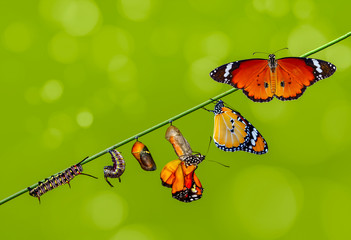 A farm for butterflies, pupae and cocoons are suspended. Concept transformation of Butterfly
