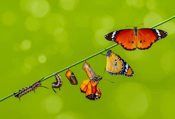 Poster Eine Farm für Schmetterlinge, Puppen und Kokons wird eingestellt. Konzepttransformation von Butterfly © blackdiamond67
