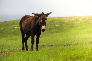 Grazing Buffalo