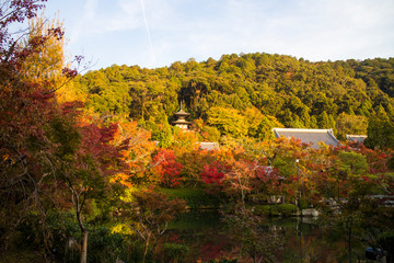 Fototapeta premium Japanese garden in autumn