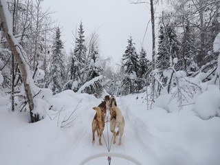 huskies pulling a dog sled through a snowy landscape