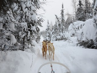 alaskan huskies pull a dog sled through a snowy forest 