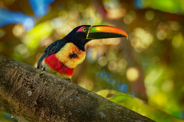 is a toucan, a beautiful and colorful near-passerine bird with big beak