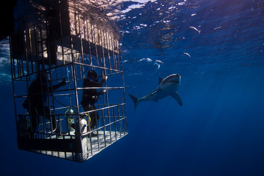 Great White Shark  in cage diving 