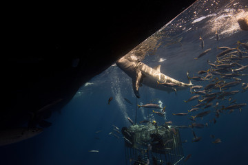 Great White Shark  in cage diving 