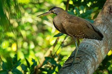 Bare-throated Tiger-heron - Tigrisoma mexicanum  is a wading bird of the heron family, Ardeidae