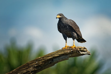 Common Black Hawk - Buteogallus anthracinus  a bird of prey in the family Accipitridae