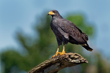 Common Black Hawk - Buteogallus anthracinus  a bird of prey in the family Accipitridae