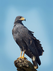 Common Black Hawk - Buteogallus anthracinus  a bird of prey in the family Accipitridae