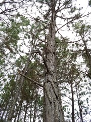 Árbol de pino 