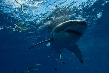 Great White Shark  in cage diving 