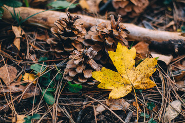 autumn leaves on the ground