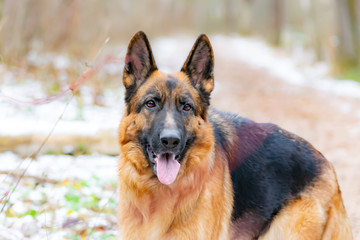 German Shepherd. Young energetic dog walks in the forest.