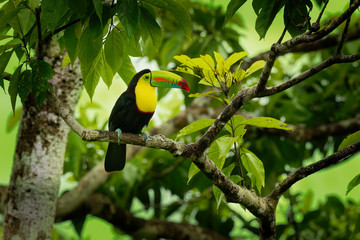 Keel-billed Toucan - Ramphastos sulfuratus  also known as sulfur-breasted toucan or rainbow-billed toucan