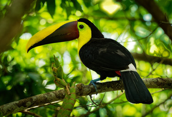 Yellow-throated (Black-mandibled) Toucan - Ramphastos ambiguus  is a large toucan in the family Ramphastidae