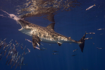Obraz premium Great White Shark in cage diving 