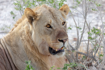 Obraz na płótnie Canvas Lion resting under bush in heat