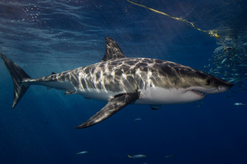 Naklejka premium Great White Shark in cage diving 