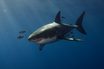 Great White Shark  in cage diving 