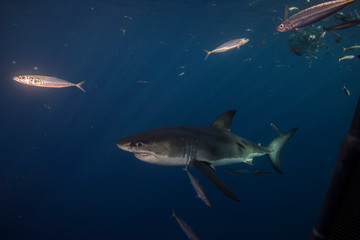 Great White Shark  in cage diving 